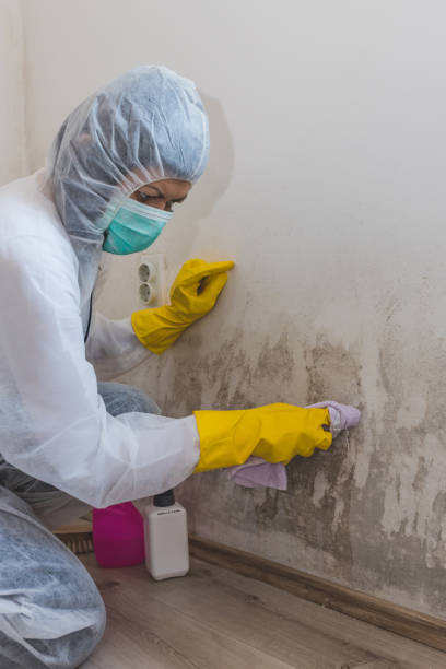 Best Emergency Mold Remediation  in Camp Springs, MD